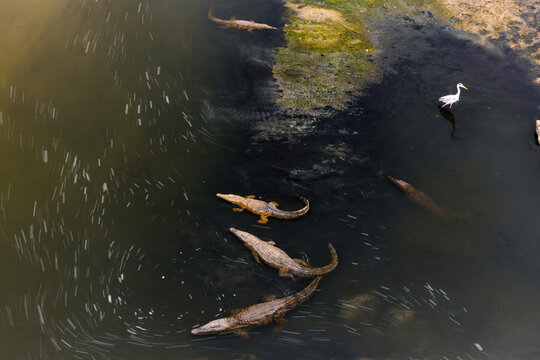 Aerial view of crocodiles lurking in the dark, murky waters alongside a solitary white bird, contrasting the green vegetation, Mpumalanga, South Africa.