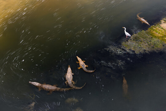 Aerial view of crocodiles lurking in the murky waters, a white heron standing vigilant on the grassy bank, contrasting life and stillness, Kruger National Park, Mpumalanga, South Africa.
