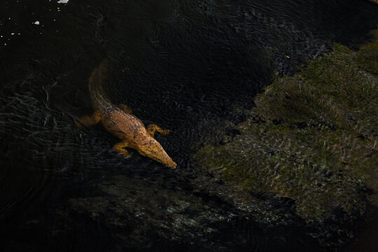 Aerial view of a crocodile glides through the dark, still waters, its textured skin a stark contrast to the murky depths, Mpumalanga, South Africa.