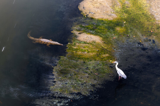 Aerial view of a crocodile lurking in the dark waters near the algae-covered riverbank, while a heron stands gracefully nearby, Mpumalanga, South Africa.