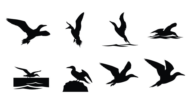 Cormorant and Sea Duck Silhouette Set &mdash; Black Vector Illustrations with Water, Rock and Flight Poses