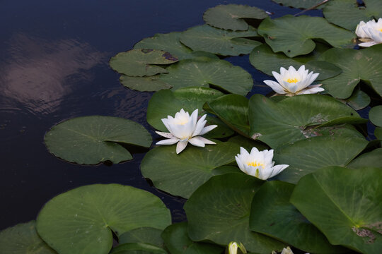 White Nymphaea candida flowers bloom on green lily pads in a calm pond during daytime in a natural setting