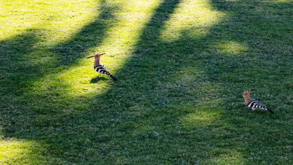 Two hoopoe on green meadow © captiva