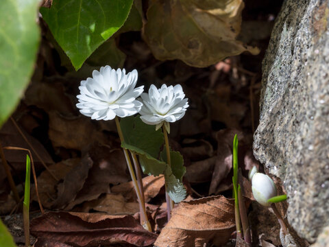 Two white blooming bloodroot on the ground in the bushes