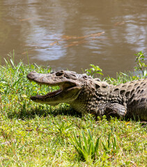 Fototapeta premium Yellow-throated caiman (Caiman latirostris) with open mouth – wildlife thermoregulation behavior, Brazil 