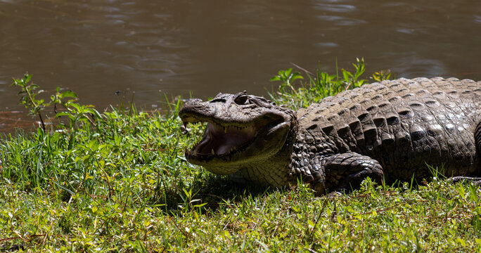Yellow-throated caiman (Caiman latirostris) with open mouth &ndash; wildlife thermoregulation behavior, Brazil	