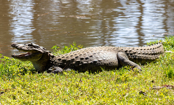 Yellow-throated caiman (Caiman latirostris) with open mouth &ndash; wildlife thermoregulation behavior, Brazil