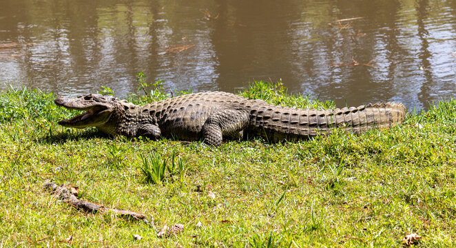 Yellow-throated caiman (Caiman latirostris) with open mouth &ndash; wildlife thermoregulation behavior, Brazil	