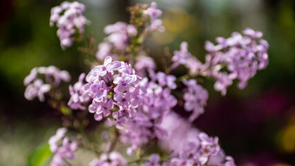 Fototapeta premium Soft Purple Lilac Flowers (Syringa) Blooming on a Branch in Spring