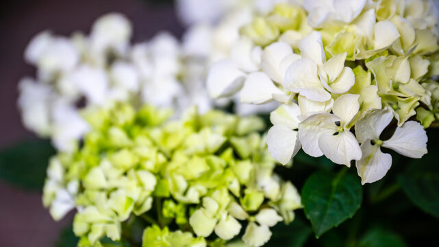 Soft White and Pale Green Hydrangea (Hydrangea macrophylla) Blossoms Close-up