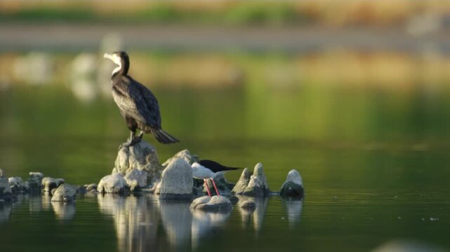 Footage of a White breasted cormorant (Phalacrocorax lucidus) and black winged stilts (Himantopus himantopus) foraging in a lake in Africa.