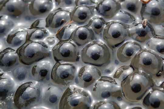 Close-up macro of frogspawn showing developing embryos in transparent gelatinous clusters, highlighting texture, pattern and early life stages in a freshwater habitat