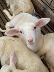 Imagem de cabrito jovem em ambiente rural com destaque para características do animal e criação no campo © rafaelnlins