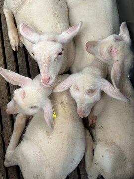 Cordeiros brancos em curral de madeira, com animais jovens reunidos em ambiente rural, destacando cria&ccedil;&atilde;o de ovinos, pecu&aacute;ria, fazenda e vida no campo.