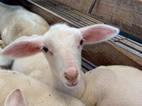 Cordeiro em destaque em ambiente rural com outros animais ao redor, representando cria&ccedil;&atilde;o de ovinos, pecu&aacute;ria e produ&ccedil;&atilde;o agropecu&aacute;ria