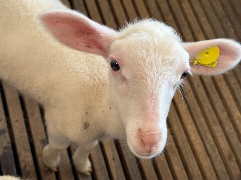 Cabrito em ambiente rural com pelagem clara e olhar atento destacando cria&ccedil;&atilde;o animal, pecu&aacute;ria e produ&ccedil;&atilde;o agropecu&aacute;ria