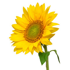 Fototapeta premium Sunflower isolated on white background. Sun symbol. Flowers yellow, agriculture. Seeds and oil. Flat lay, top view