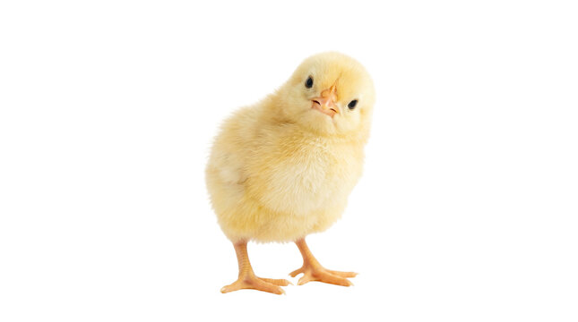 Fluffy yellow chick with curious expression, isolated on transparent background
