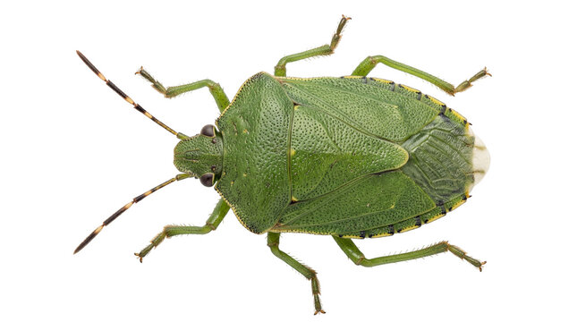 Green shield bug with segmented antennae, isolated on transparent background