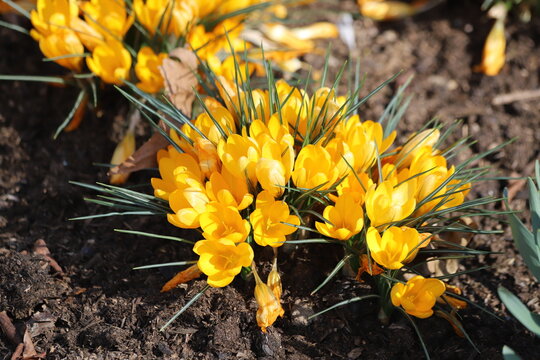 Group of yellow crocus flavus flowers, saffron. Close up.