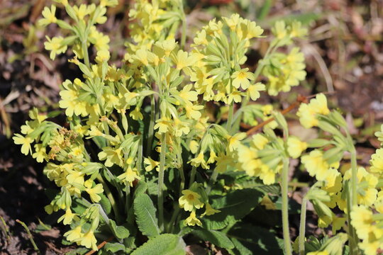 Primula veris, common cowslip, cowslip primrose. Close up.