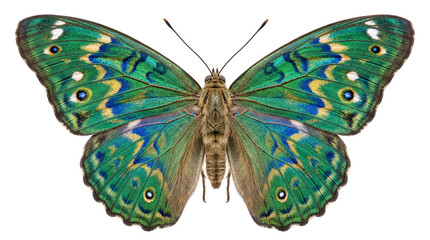 Emerald green butterfly with blue and yellow markings, isolated on transparent background © Laura