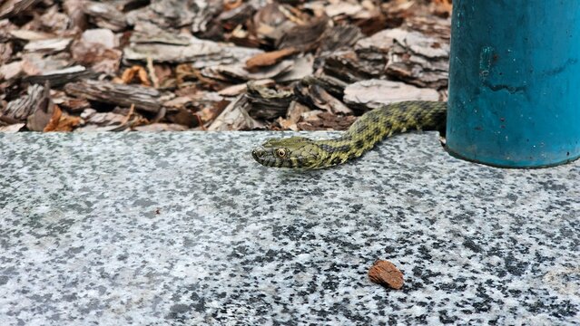 Grass snake on floating leaves in water holding tadpole or small fish in mouth, natural feeding scene, wildlife close-up of predator-prey interaction, snake hunting in freshwater habitat