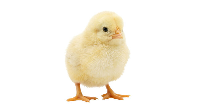 Fluffy yellow chick standing, isolated on transparent background
