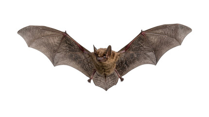 Fototapeta premium Brown furry bat with wide outstretched wings, isolated on transparent background