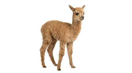 Fluffy brown baby alpaca standing, isolated on transparent background © Laura