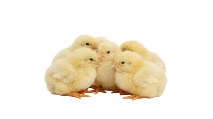 Fluffy yellow chicks huddled together, isolated on transparent background © Laura