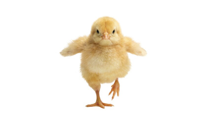 Obraz premium Fluffy yellow chick balancing on one leg, isolated on transparent background