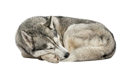 Gray and white husky dog curled up sleeping peacefully, isolated on transparent background © Laura