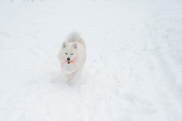 Fototapeta premium A Samoyed dog plays with a puller on a winter walk.