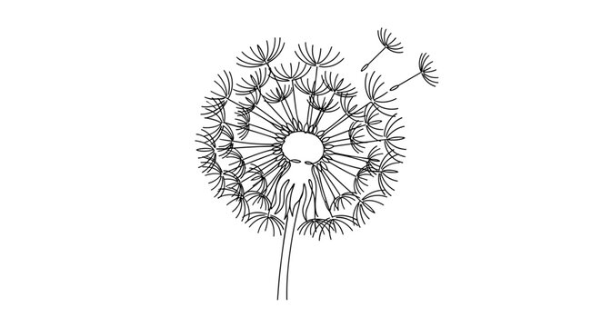 Hand drawn dandelion pappus minimalist contour sketch in monochrome dark ink on transparent background
