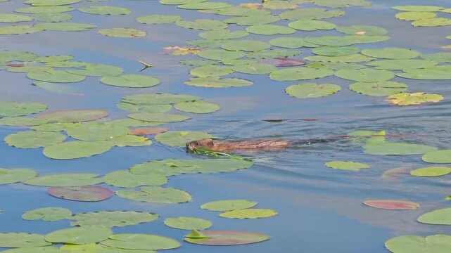 Nutria swimming in river among yellow lily pads diving underwater in calm pond natural wildlife European aquatic rodent in serene environment