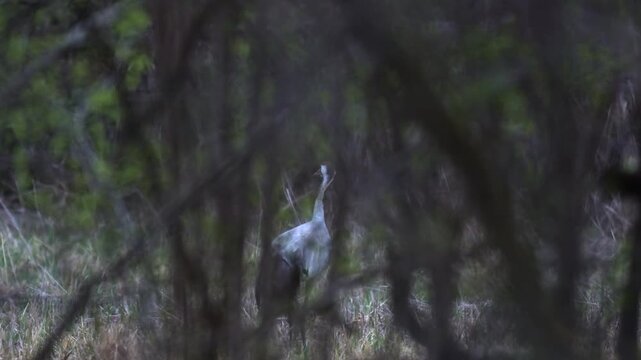 Close view of cranes feeding at dusk seen through branches during stealth wildlife approach in natural habitat