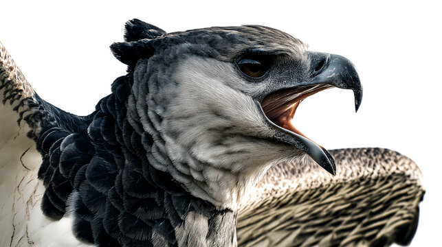 Harpy eagle screaming close up isolated on white background with detailed feathers and open beak aggressive wildlife predator copy space