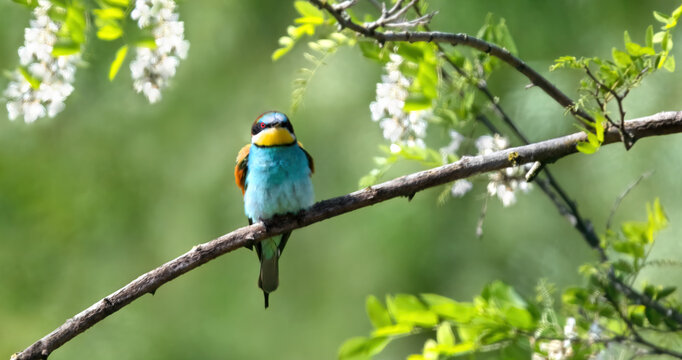 An European Bee-Eater  (Merops Apiaster) and White Blossoms