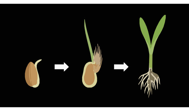 Barley germination growth stage vector