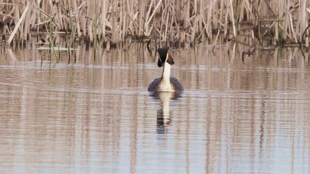 Great crested grebe preening on water in spring breeding season