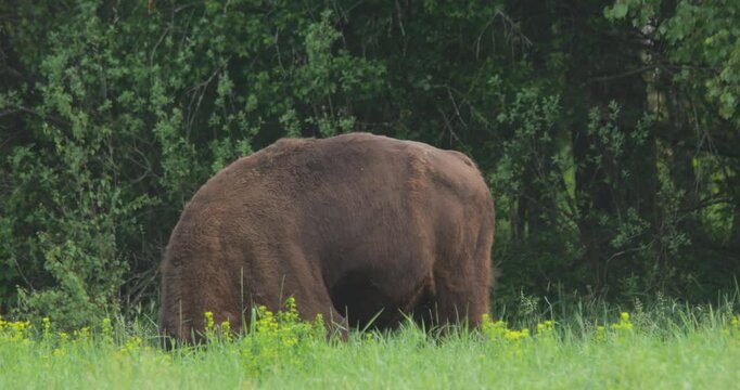 European Bison (Bison bonasus) Dust Bathing to Repel Insects &mdash; Summer in Chernobyl Exclusion Zone