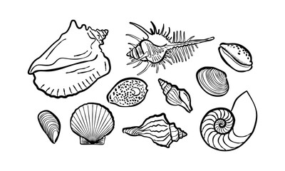 Fototapeta premium Hand drawn seashell collection black line art isolated on white background