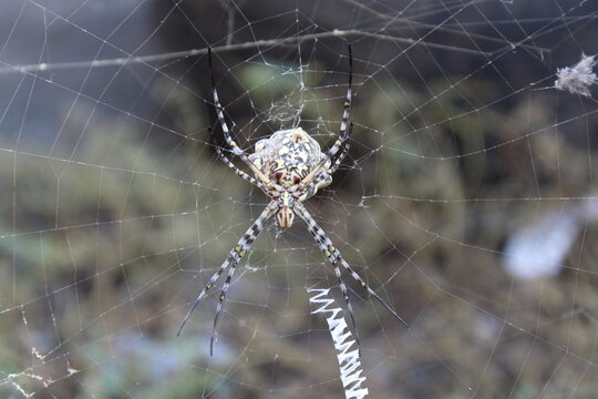 Orb Weaver Spider/ Lobed Argiope