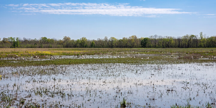 Elbow Slough Wildlife Management Area in Louisiana