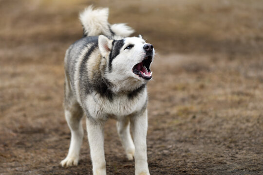 Sled Dog Alone in Yard Barks