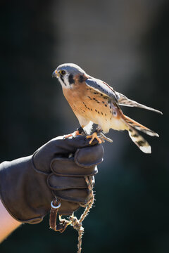American Kestrel ( Falco sparverius) Settles Feathers Back Standing on Handlers Fist