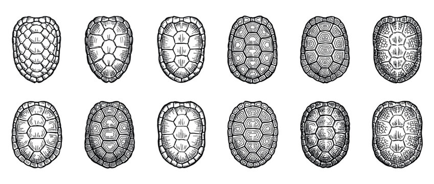 Twelve distinct turtle shells, hand-drawn in a vintage engraving style, showcasing various intricate patterns and textures, isolated on a clean white background