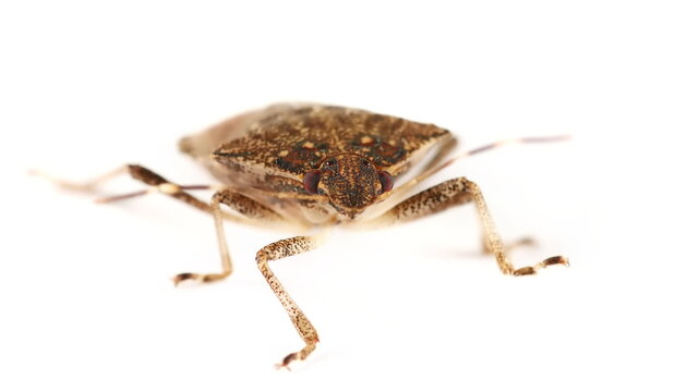 brown marmorated stink bug isolated on white background, Halyomorpha halys, side view