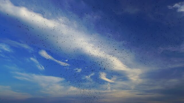 朝の分杭峠から望む高遠方向の雲海とアトリの大群